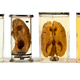 Illustration for article titled 7 Mind-Blowing Artifacts That Reveal the Strange Beauty of Brains